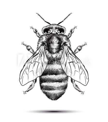 Fototapeta Realistic honey bee isolated on a white background