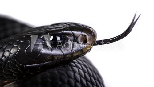 Fototapeta red bellied black snake