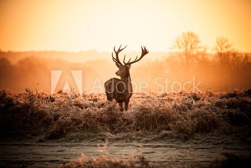 Fototapeta Red Deer in Morning Sun.