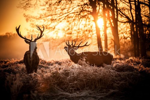 Fototapeta Red Deer in Morning Sun.