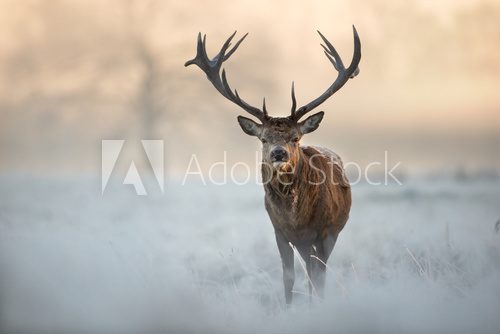 Fototapeta Red deer in winter