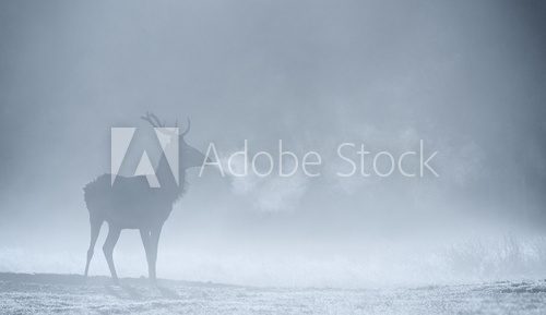 Fototapeta Red deer Stag silhouette in the morning mist