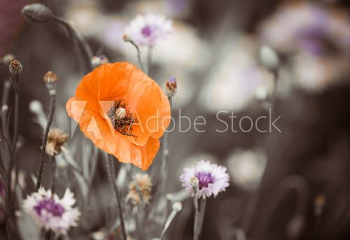 Fototapeta red garden poppy