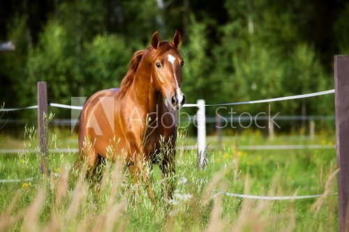 Fototapeta Red horse runs trot on the nature background