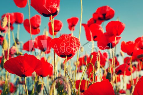 Fototapeta Red poppies