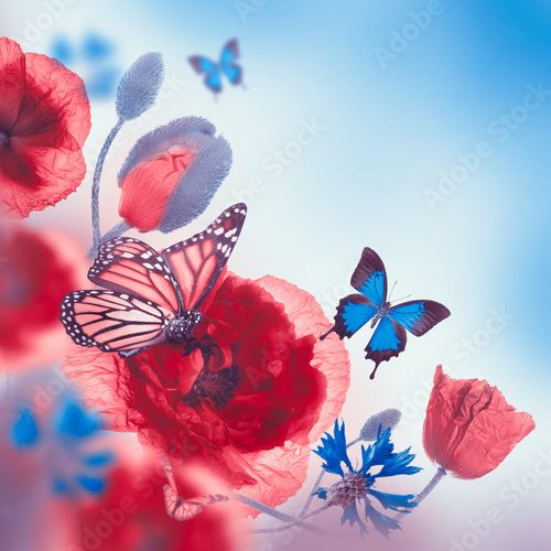 Fototapeta Red poppies field and blue cornflowers,  butterfly
