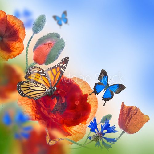 Fototapeta Red poppies field and blue cornflowers,  butterfly