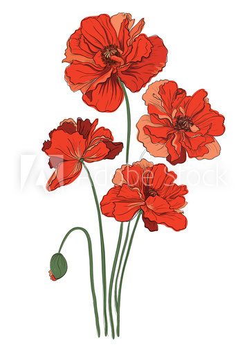 Fototapeta Red poppies isolated on a white background