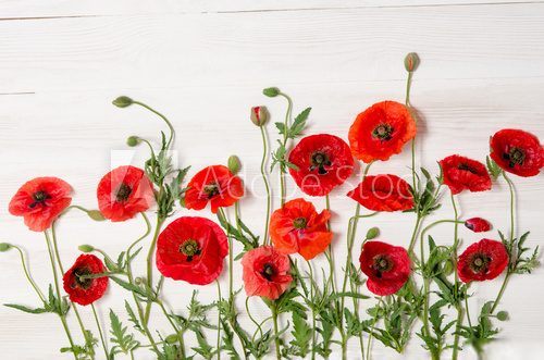 Fototapeta red poppies  on white wooden table