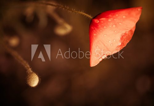 Fototapeta red poppy at dark background
