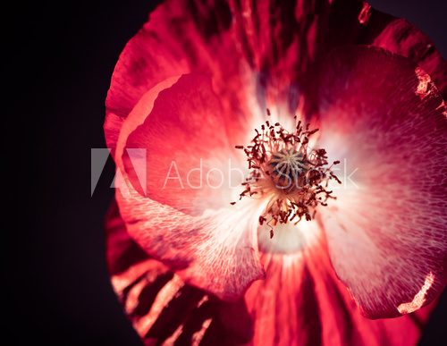Fototapeta red poppy at dark background