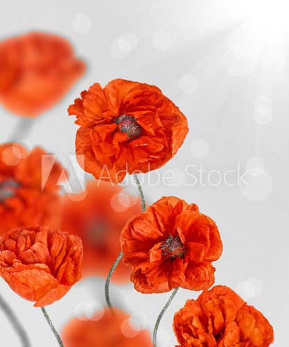 Fototapeta red poppy flowers on light grey background