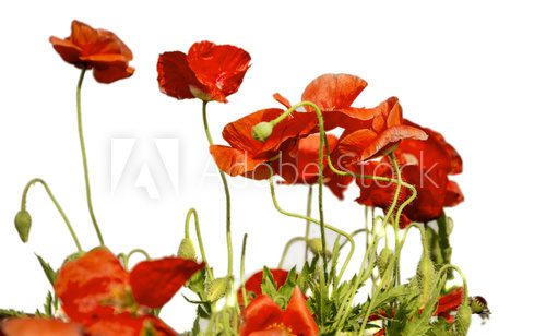 Fototapeta Red poppy flowers