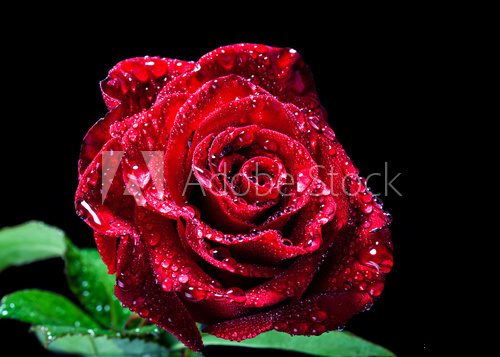 Fototapeta Red rose