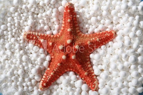 Fototapeta red starfish