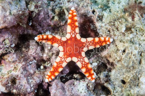 Fototapeta Red Starfish 