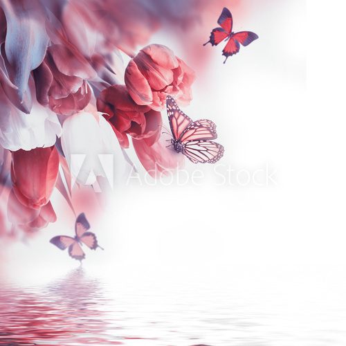 Fototapeta Red tulips with green grass and butterfly.