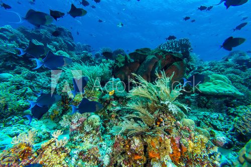 Fototapeta Redtooth Triggerfish in Coral Reef