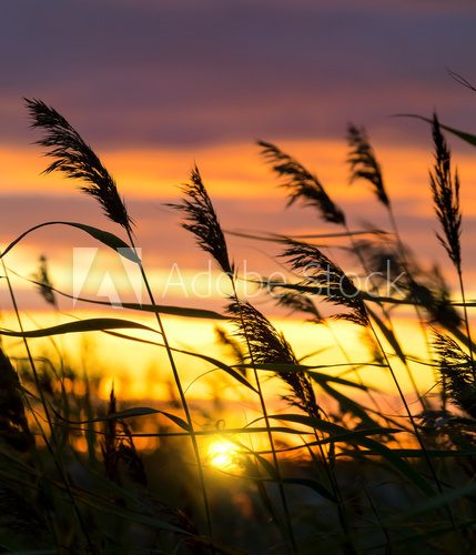 Fototapeta Reed against the background of a dramatic sunset sky