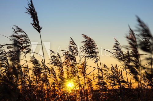 Fototapeta Reed against the sunset