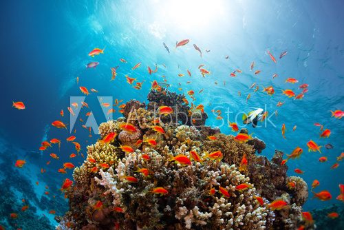 Fototapeta Reef with fishes
