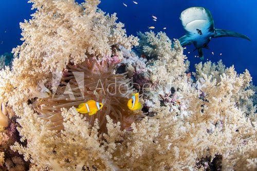 Fototapeta Reef with shark and anemone fish, Red Sea, Egypt