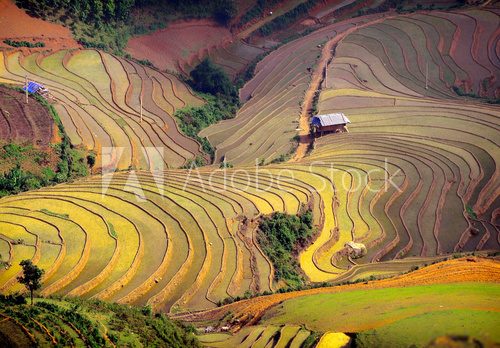 Fototapeta rice field on terraced. Terraced rice fields in Vietnam