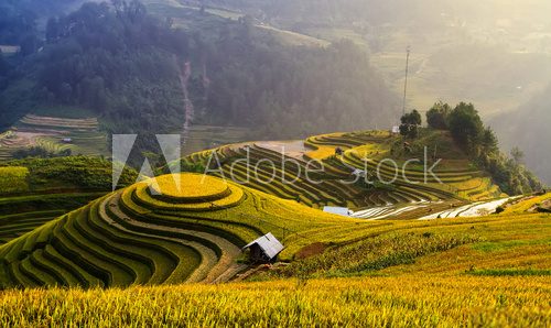 Fototapeta Rice fields on terraced of Mu Cang Chai , Vietnam.
