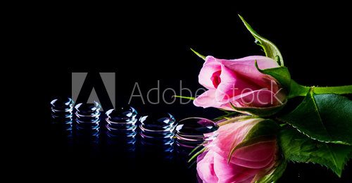 Fototapeta rose & drops