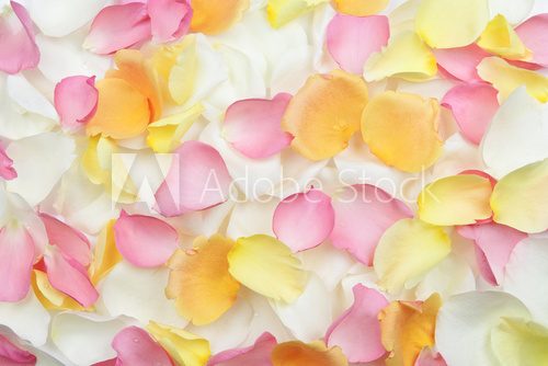 Fototapeta Rose petals background