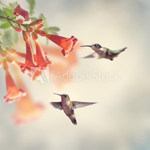 Fototapeta Ruby Throated Hummingbirds