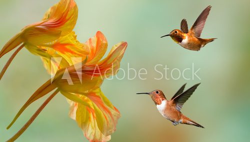 Fototapeta Rufous Hummingbirds