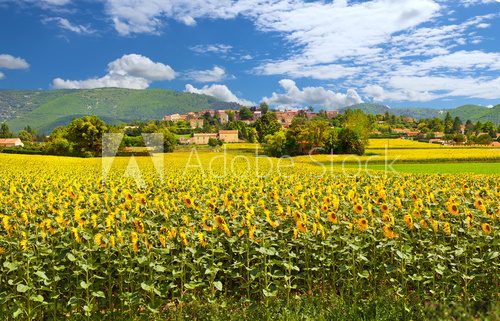 Fototapeta Rural landscape with sunflowers in Provence