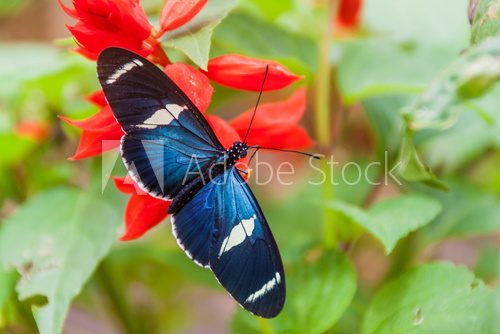 Fototapeta Sara Longwing butterfly (Heliconius sara) in Mariposario (The Butterfly House) in Mindo, Ecuador
