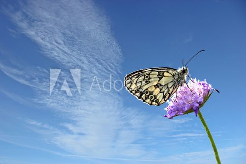 Fototapeta Schachbrettfalter (Melanargia galathea) auf Witwenblume