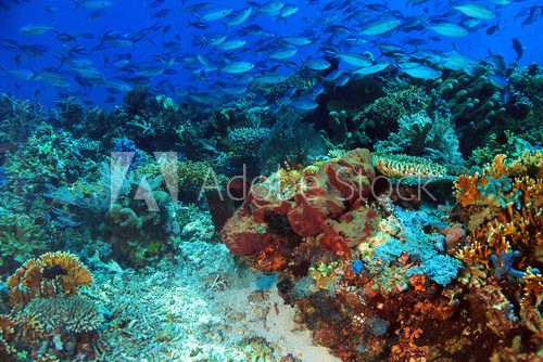 Fototapeta School of Blue and Gold Fusiliers (Caesio Caerulaurea, aka Blue Fusilier, Gold-band Fusilier, Scissor-tailed Fusilier) over a Colorful Coral Reef. Komodo, Indonesia