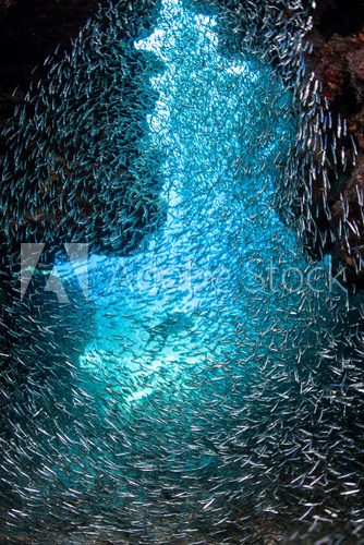 Fototapeta Schooling Fish in Dark Cave