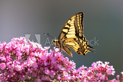 Fototapeta Schwalbenschwanz auf BlÃ¼te