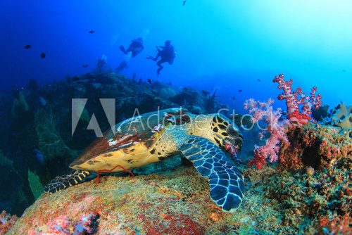 Fototapeta Scuba divers and Hawksbill Sea Turtle