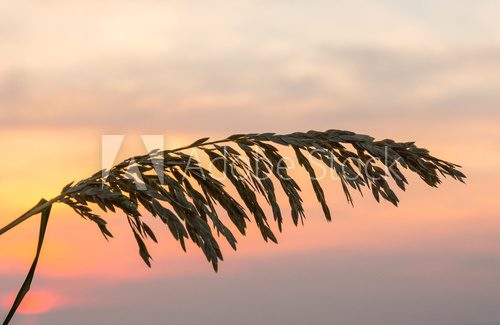 Fototapeta Sea Oats against rising sun in Florida