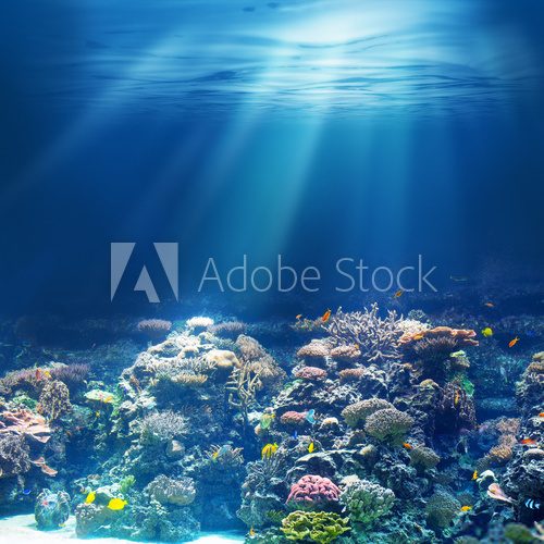 Fototapeta Sea or ocean underwater coral reef