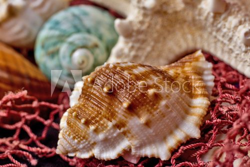 Fototapeta Sea shells on black background