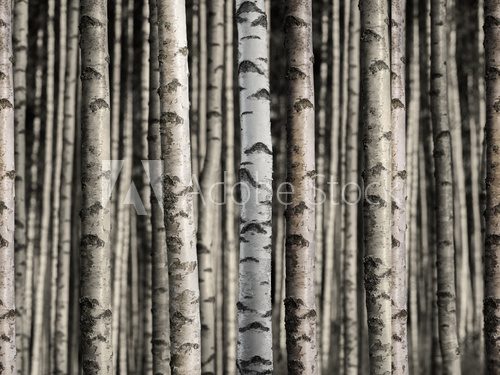 Fototapeta Seamless birch forest