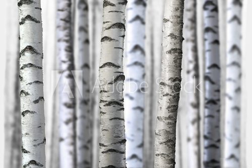 Fototapeta seamless birch trees