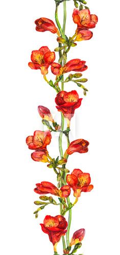 Fototapeta Seamless floral banner strip with hand painted colorful freesia flowers 