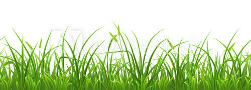 Fototapeta Seamless fresh green grass on white background