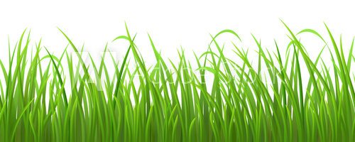 Fototapeta Seamless green grass on white background, vector illustration