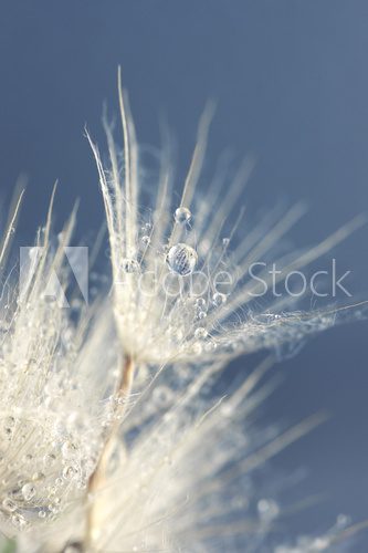 Fototapeta Seed of dandelion
