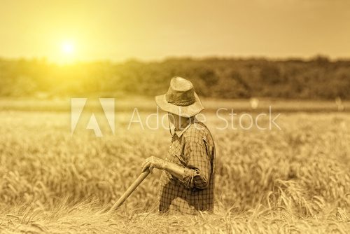 Fototapeta Senior man in field