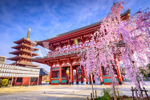 Fototapeta Sensoji Temple in Asakusa, Tokyo, Japan